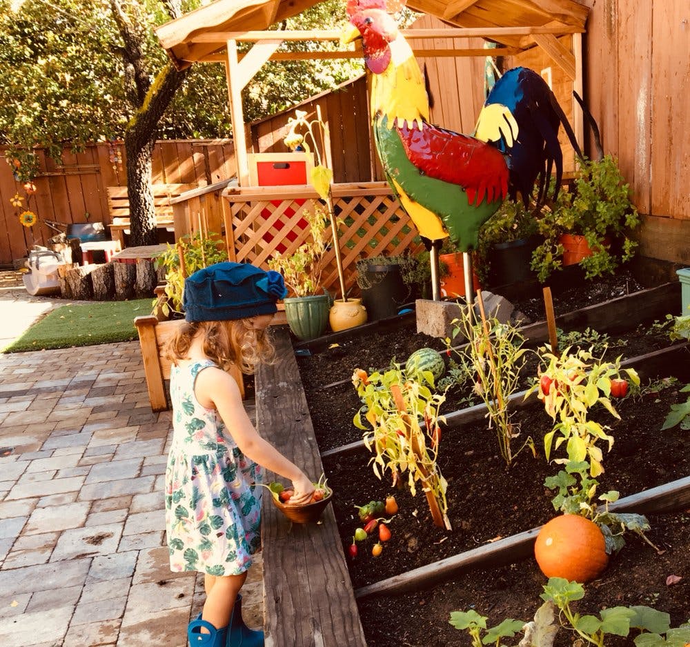 Child in a hat harvesting vegetables from a garden bed