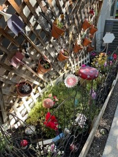 Garden with plants in pots on a wooden trellis