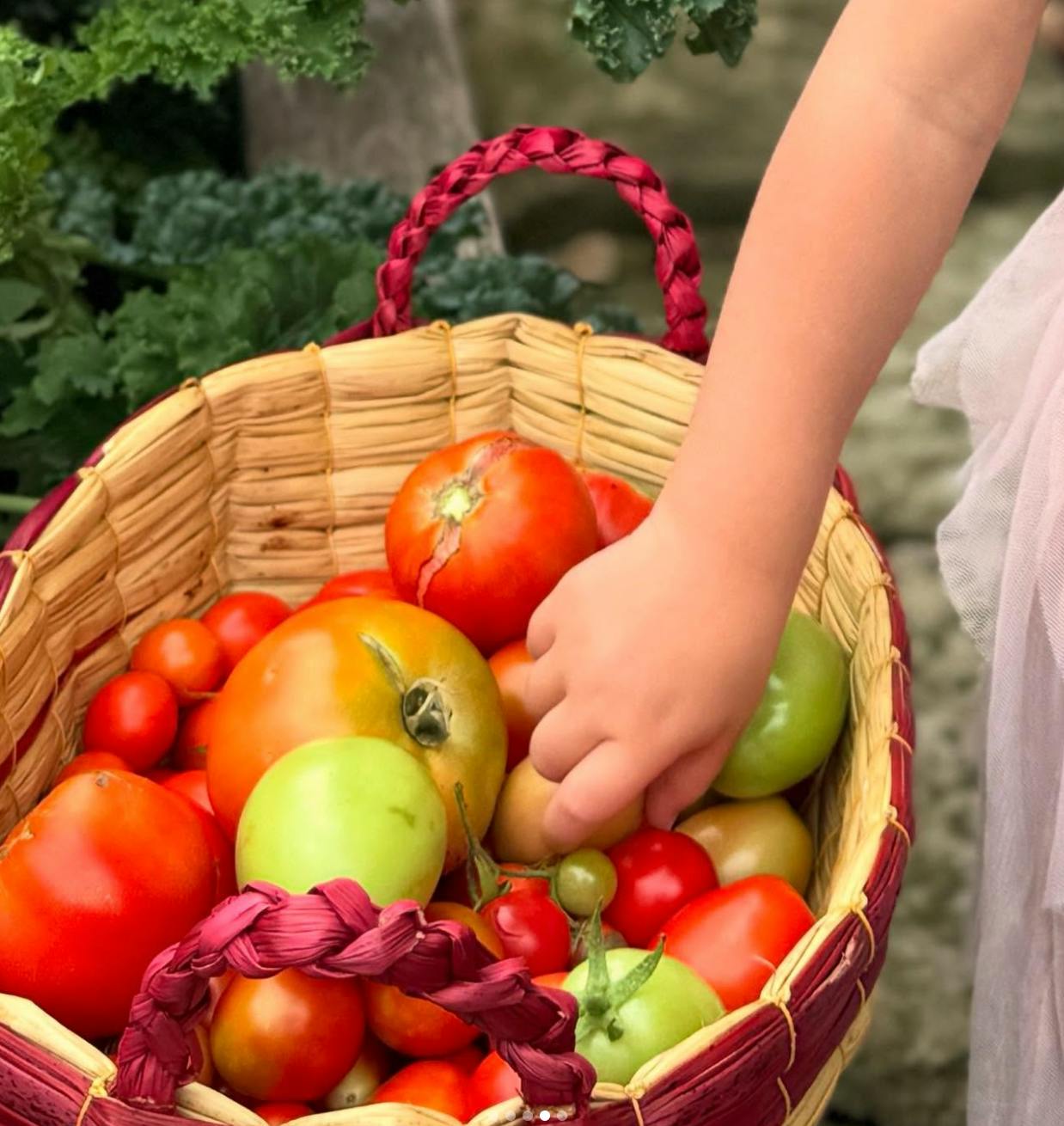 Child's hand reaching into a basket of tomatoes