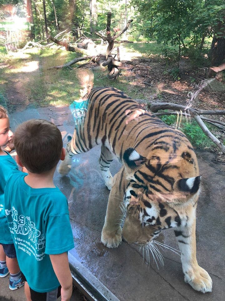 Children looking at a tiger through a glass enclosure