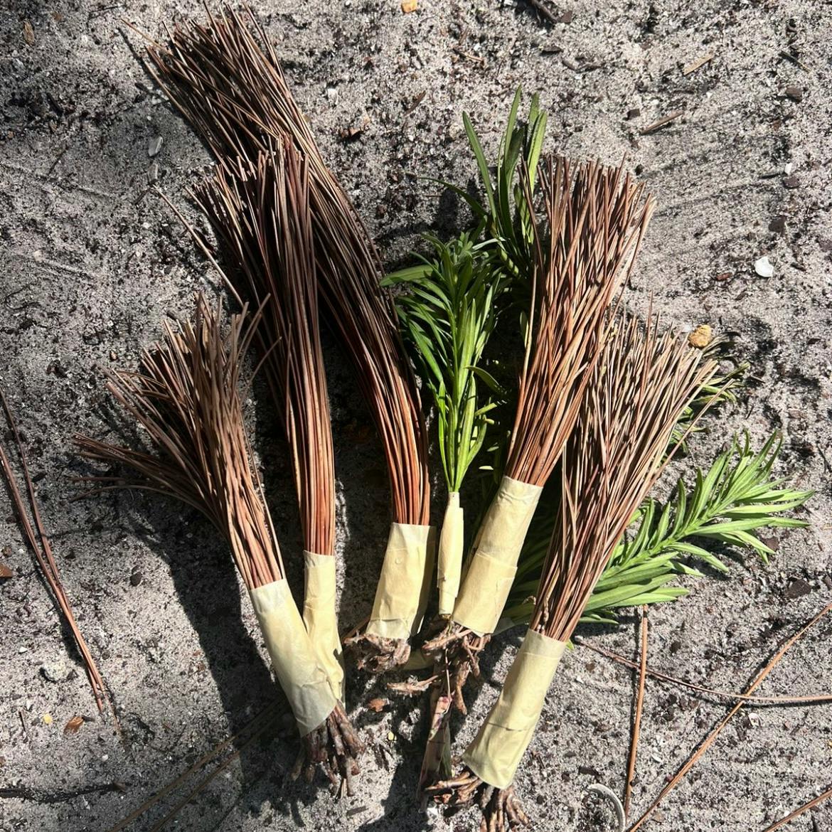 Bundles of pine needles and green foliage on the ground