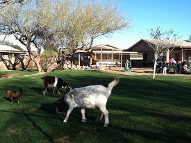 Goats and a chicken on a grassy lawn