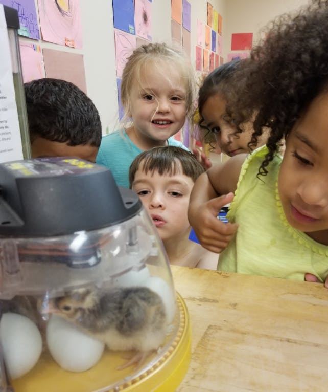 Children looking at a chick hatching in an incubator