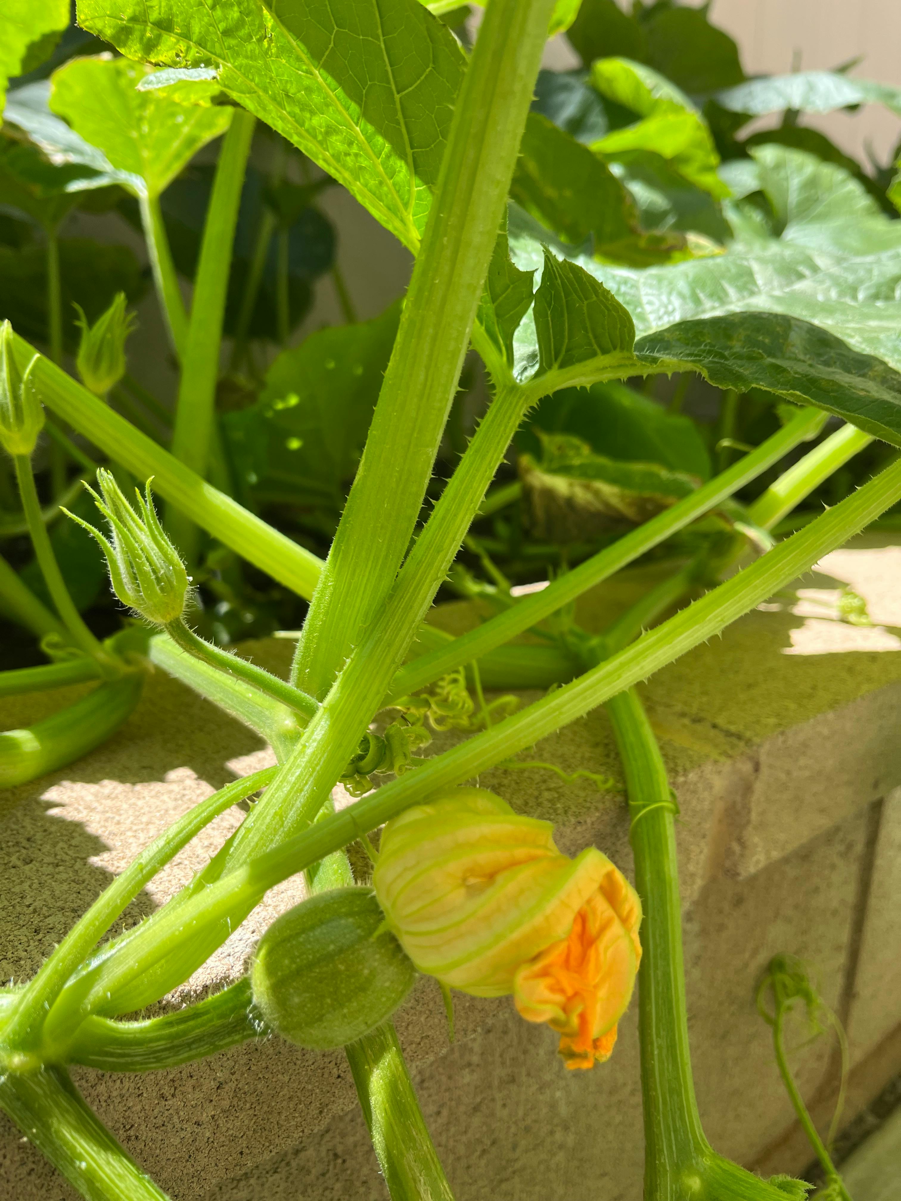 Squash plant with a yellow flower and small green squash