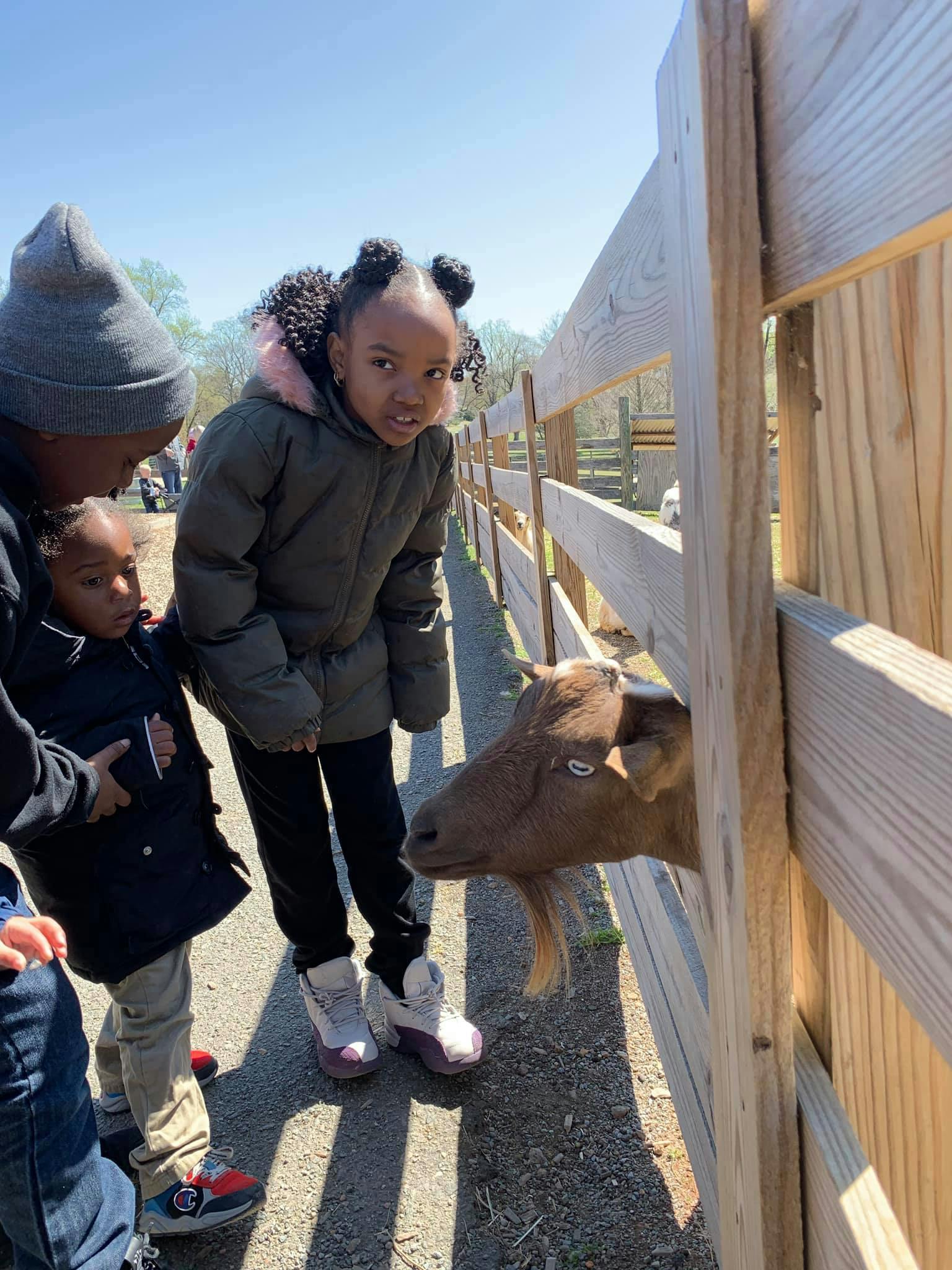 Children looking at a goat through a wooden fence