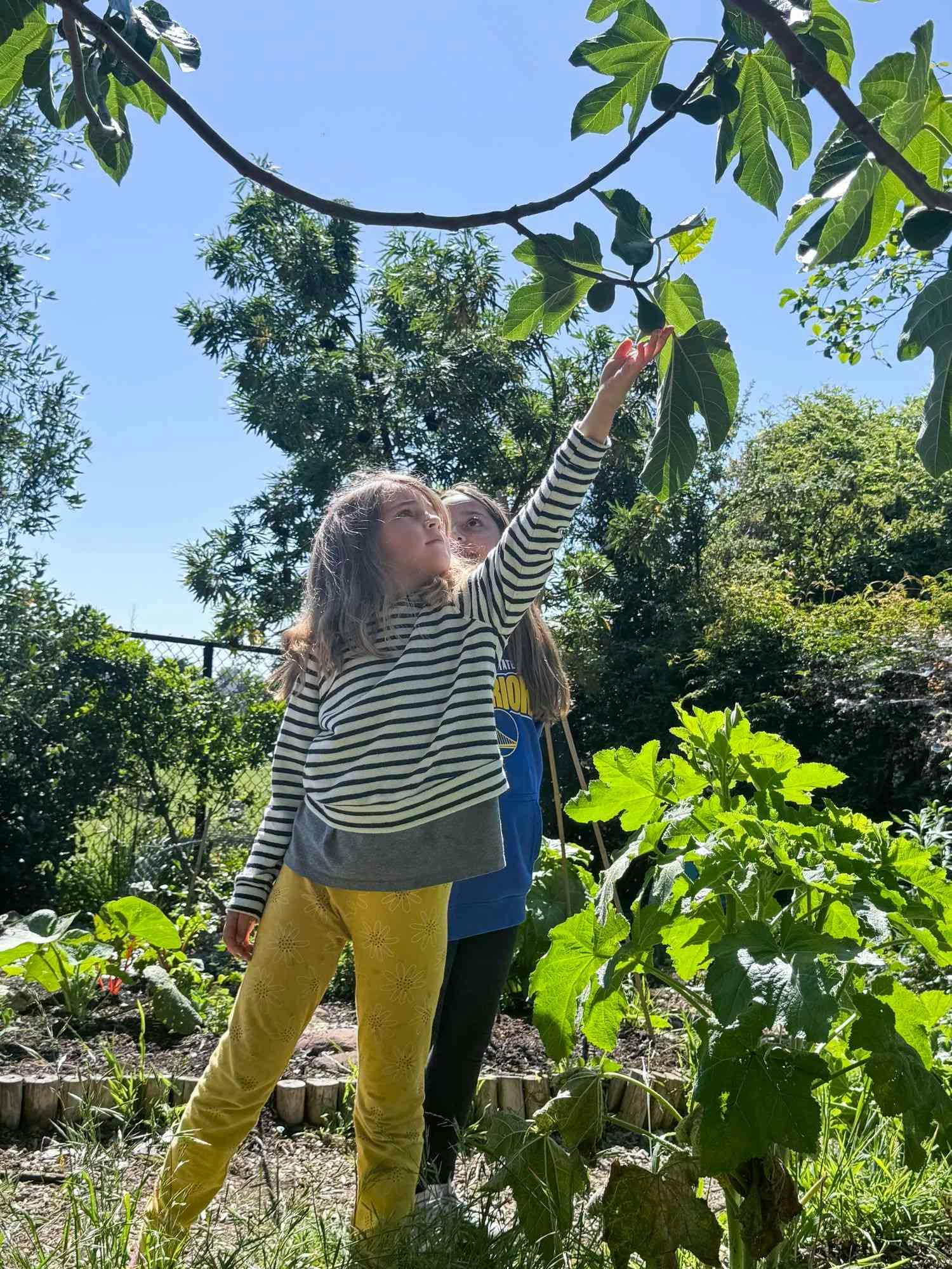 Child reaching up to touch leaves on a tree branch