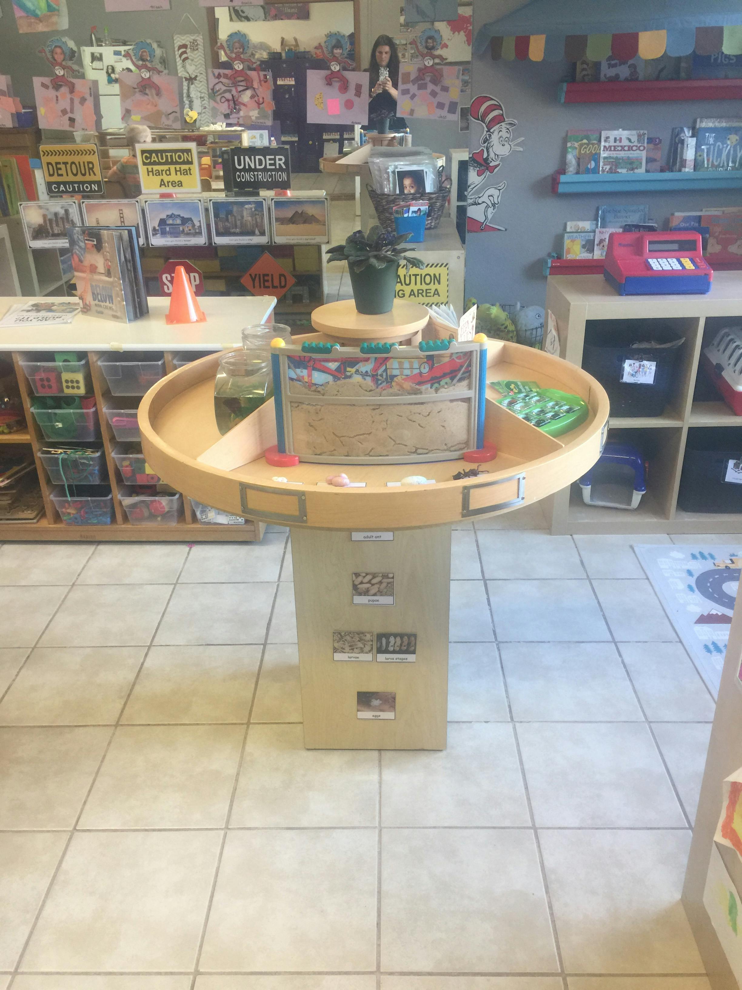 Round wooden table with an ant farm and information cards on life stages