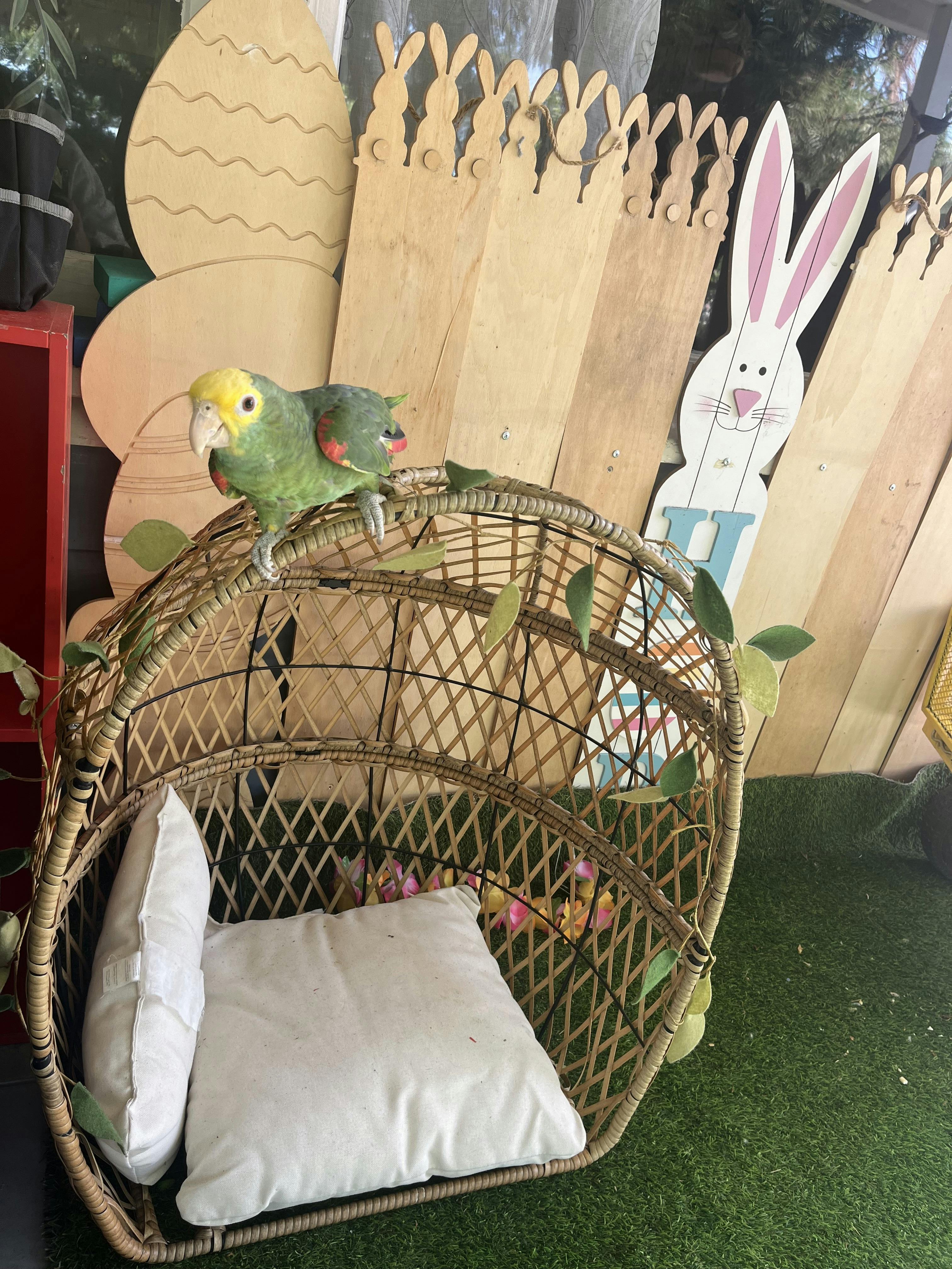Parrot perched on a wicker hanging chair next to wooden Easter decorations