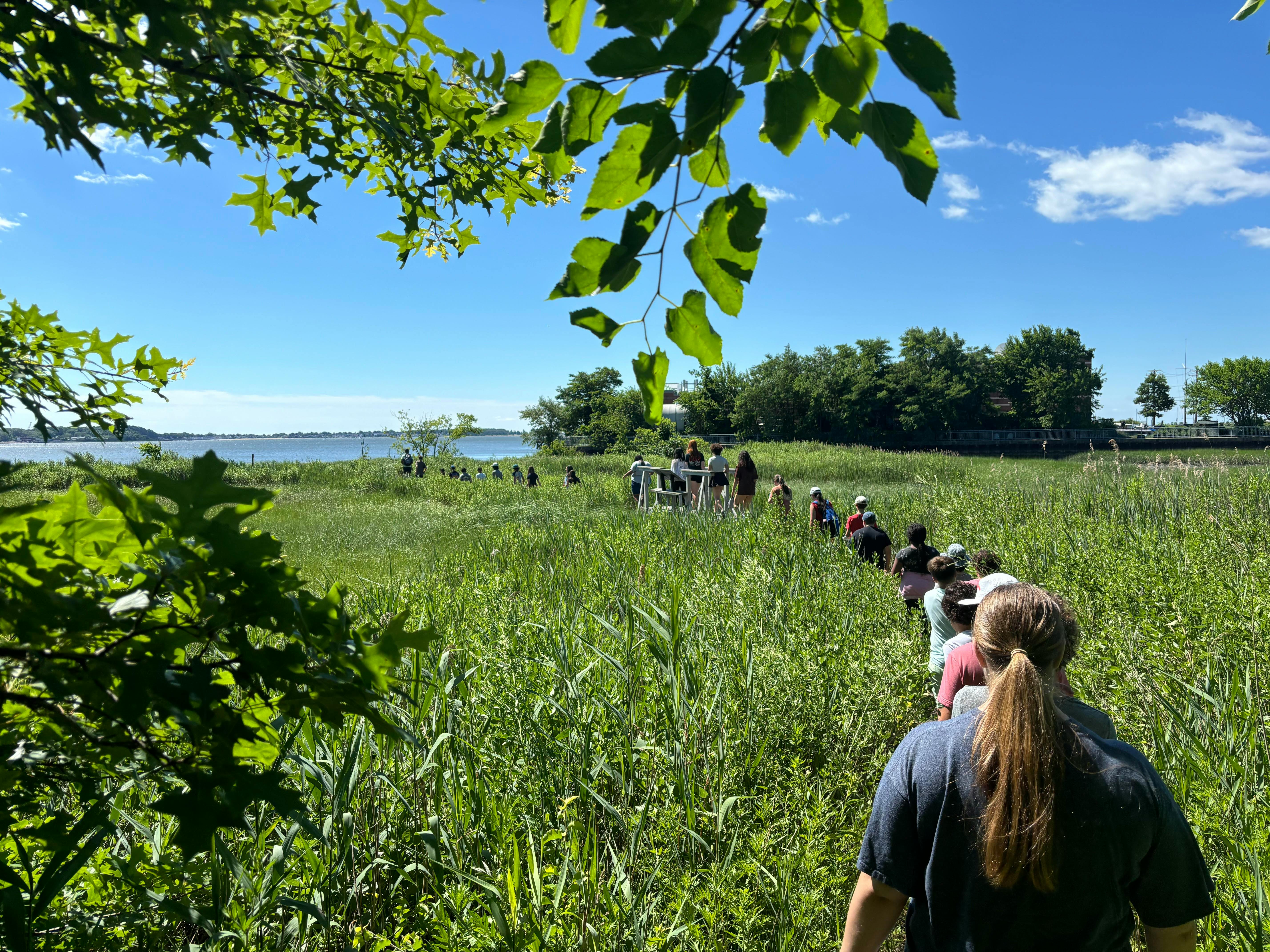 People walking in a line through tall green grass towards a body of water