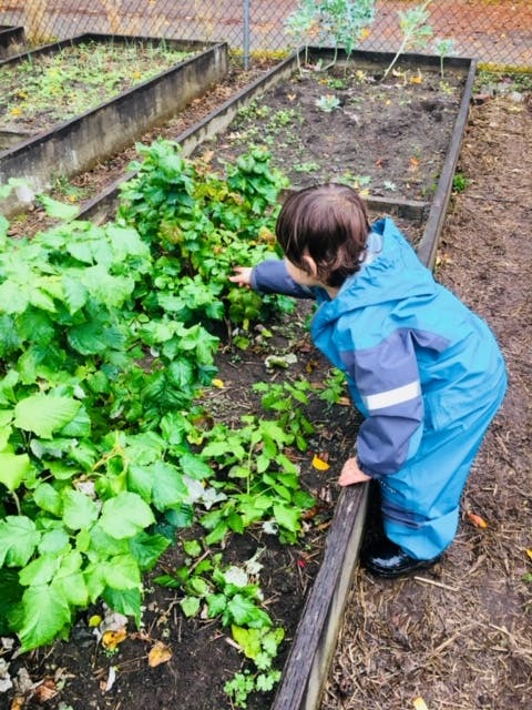 Child in blue rain suit reaching into a garden bed