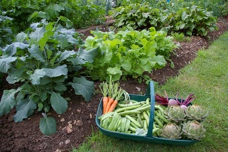 Harvested vegetables in a basket next to a garden