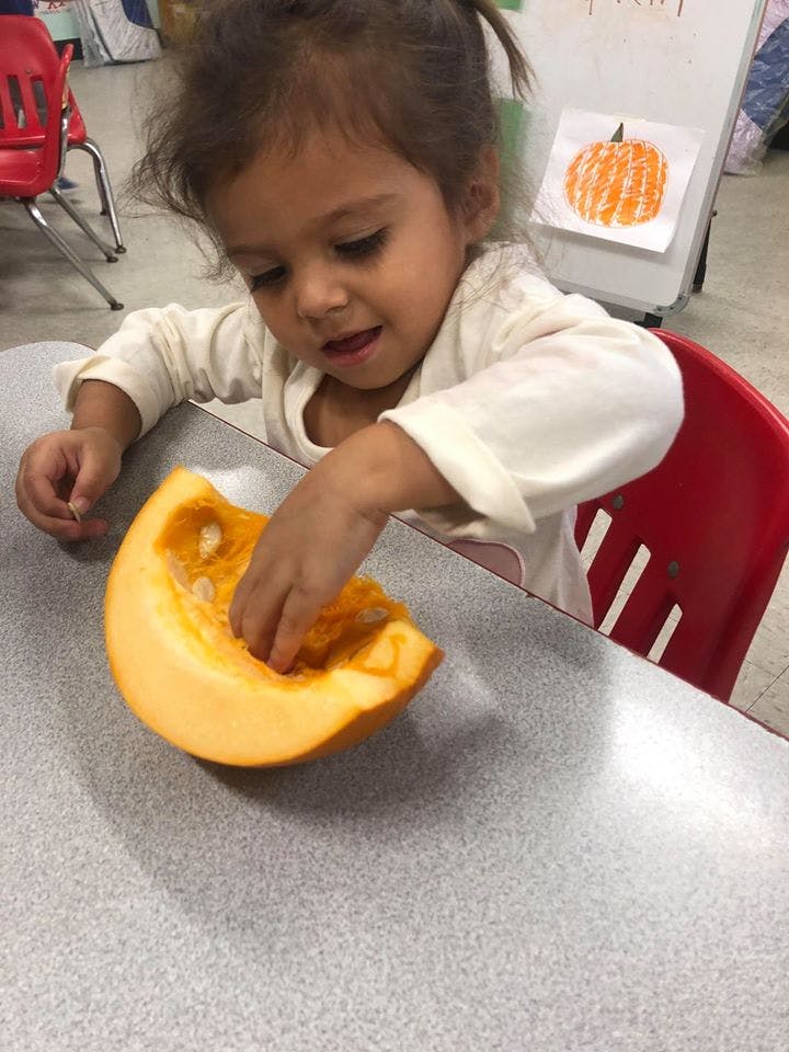 Child sitting at a table, reaching into a cut pumpkin