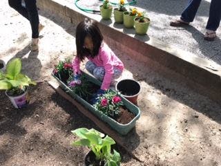 Child planting flowers in a planter