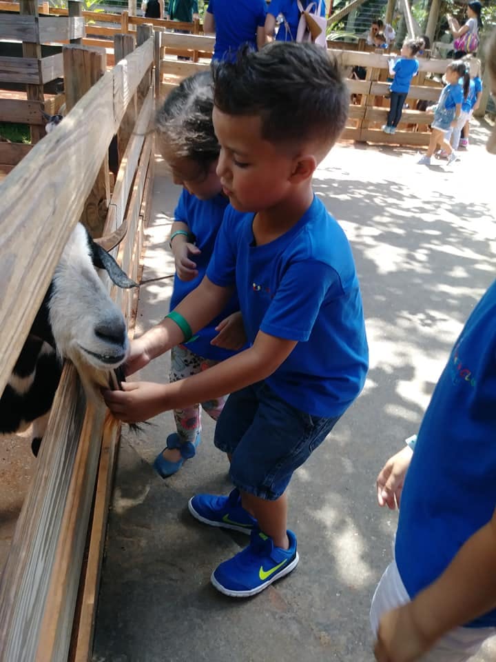 Child feeding a goat through a wooden fence