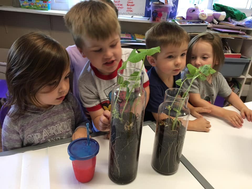 Children looking at plants growing in jars