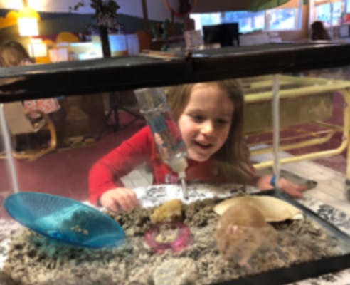 Child looking into a pet enclosure