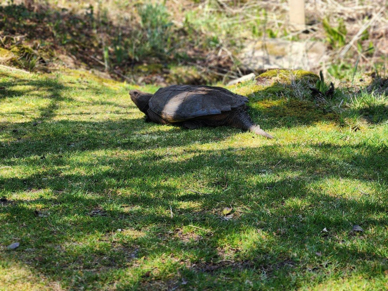 Turtle on grass