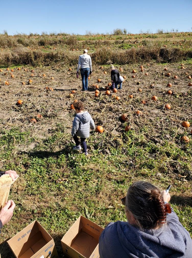 People walking through a pumpkin patch