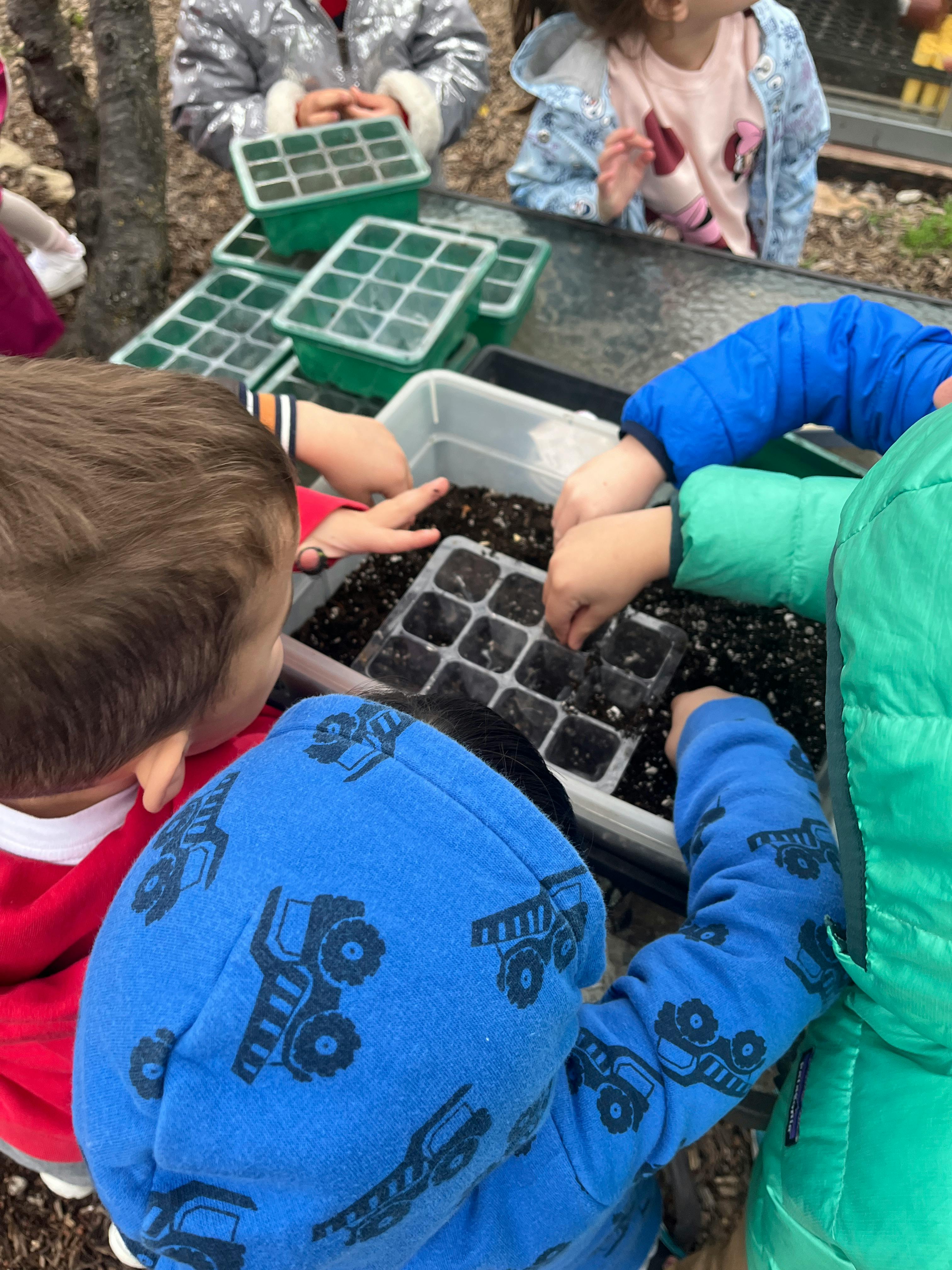 Children planting seeds in trays with soil in a tray