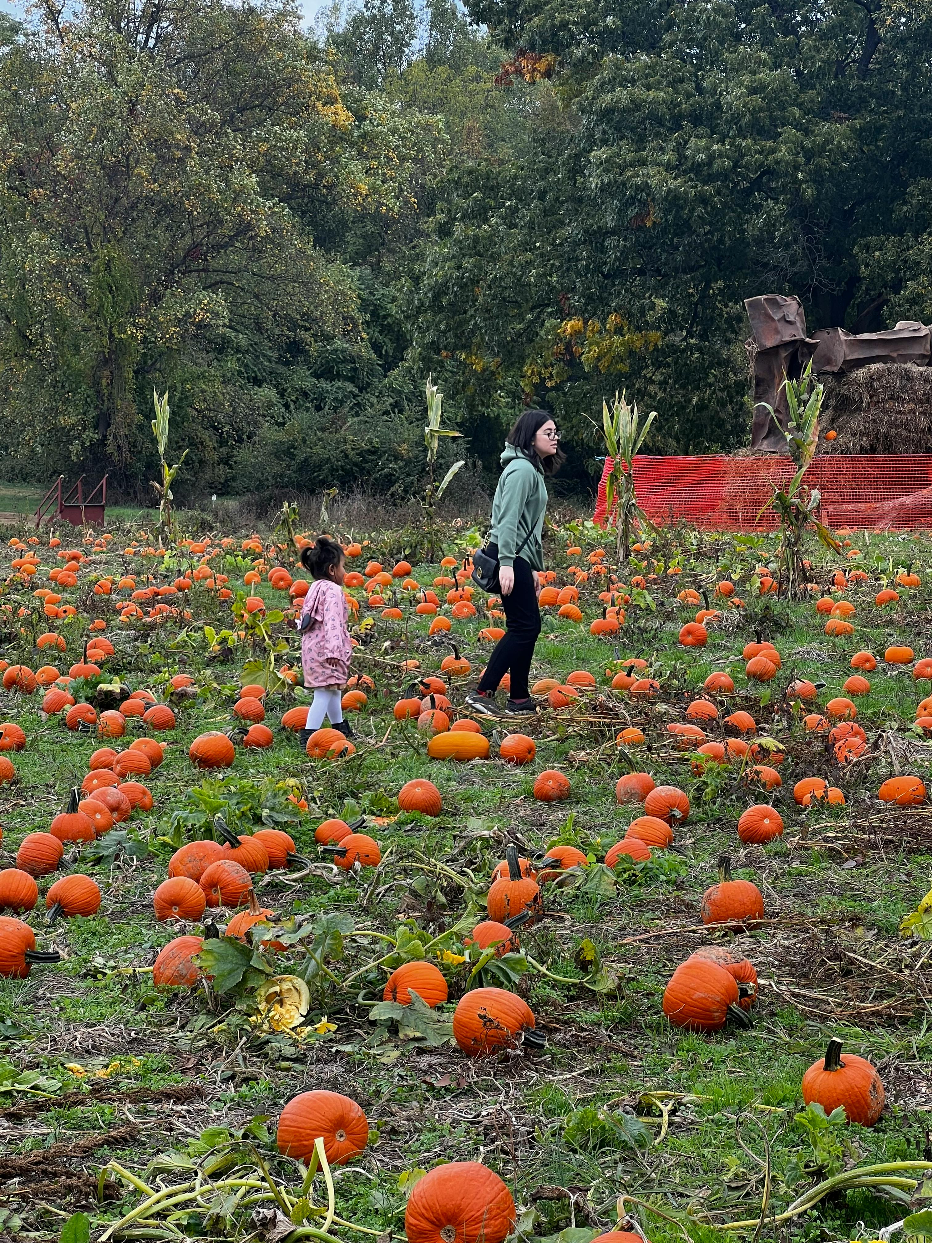 Person and child walking through a pumpkin patch