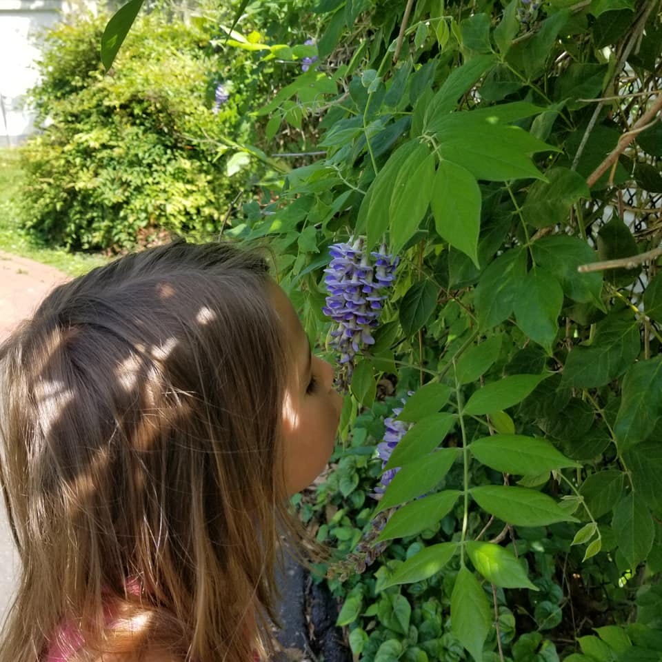 Child smelling purple flowers on a vine