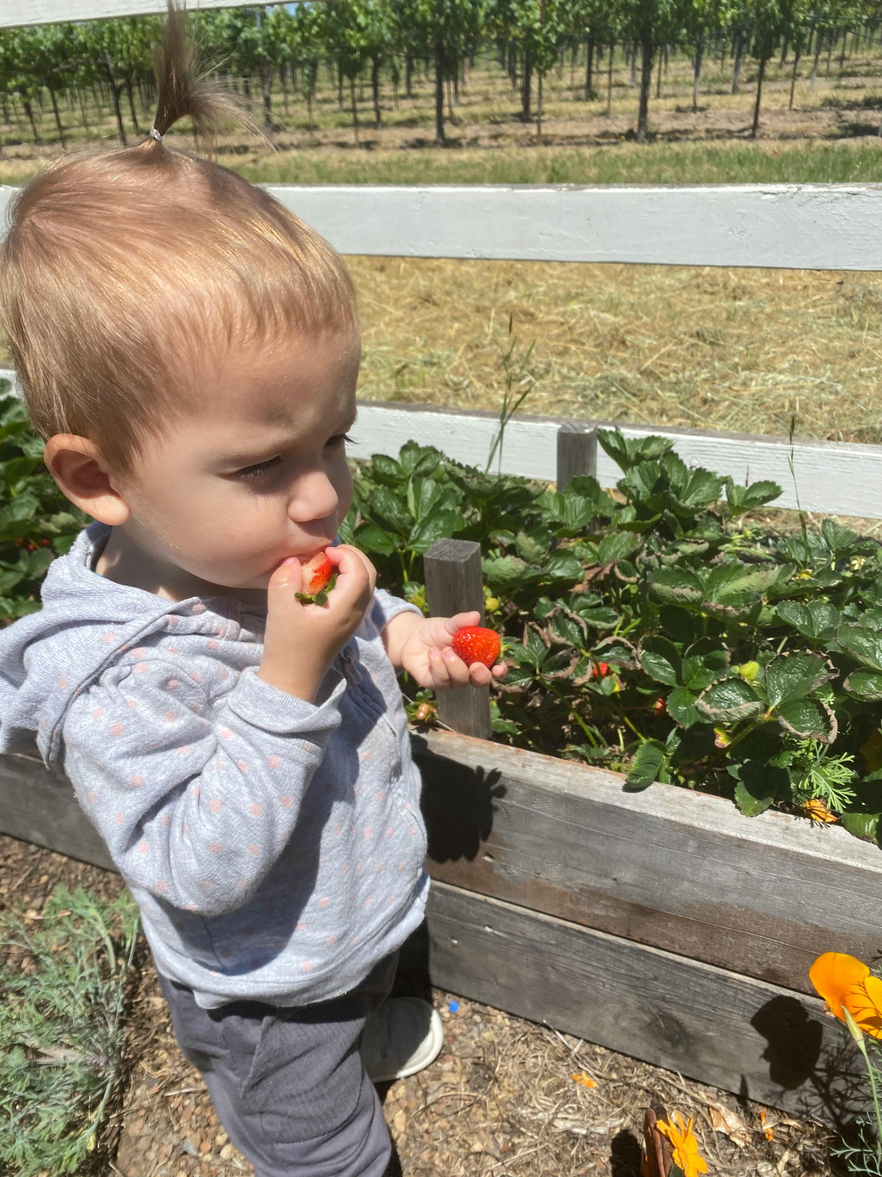 Child eating a strawberry next to a raised garden bed