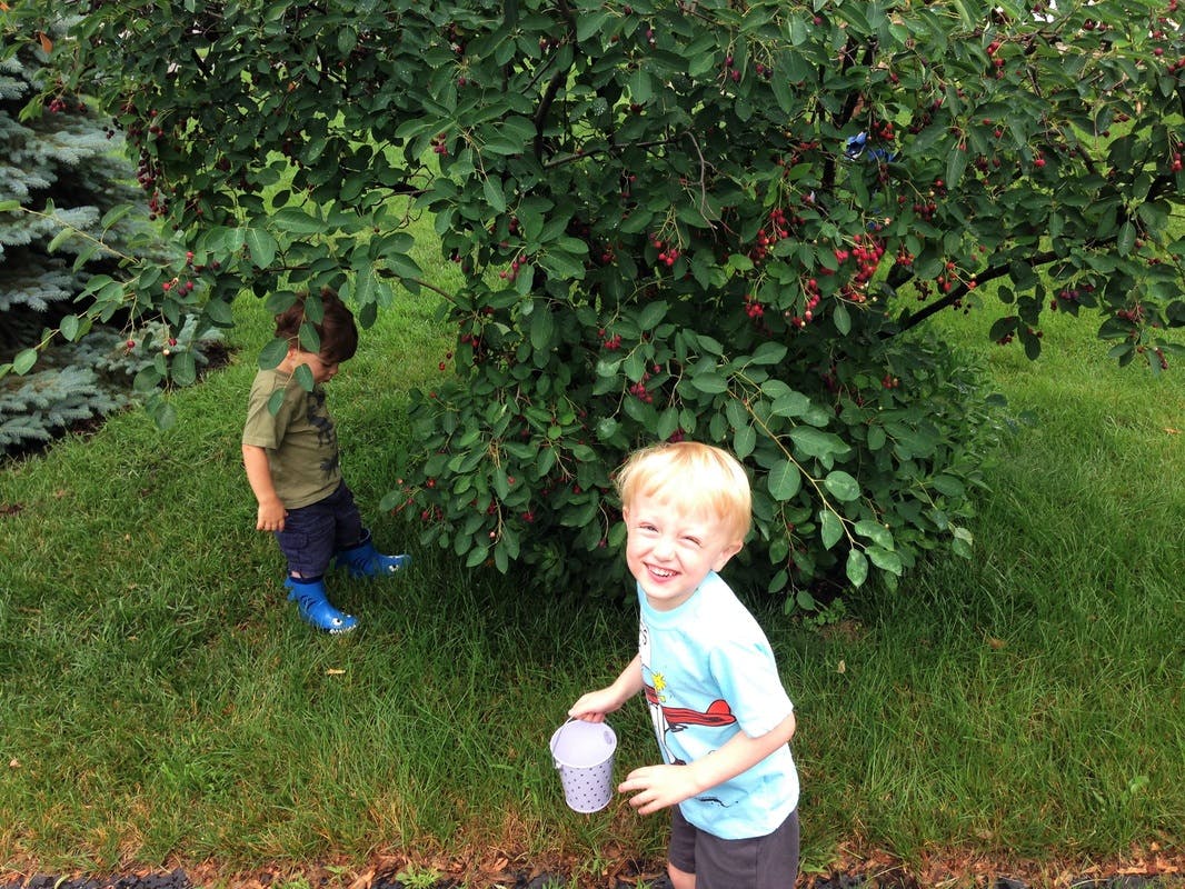 Two children picking berries from a bush