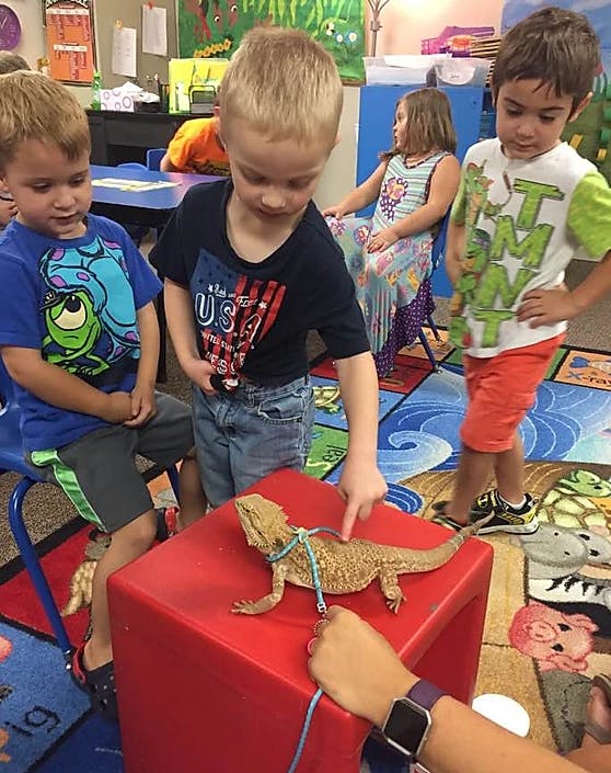Children gathered around a bearded dragon on a red block