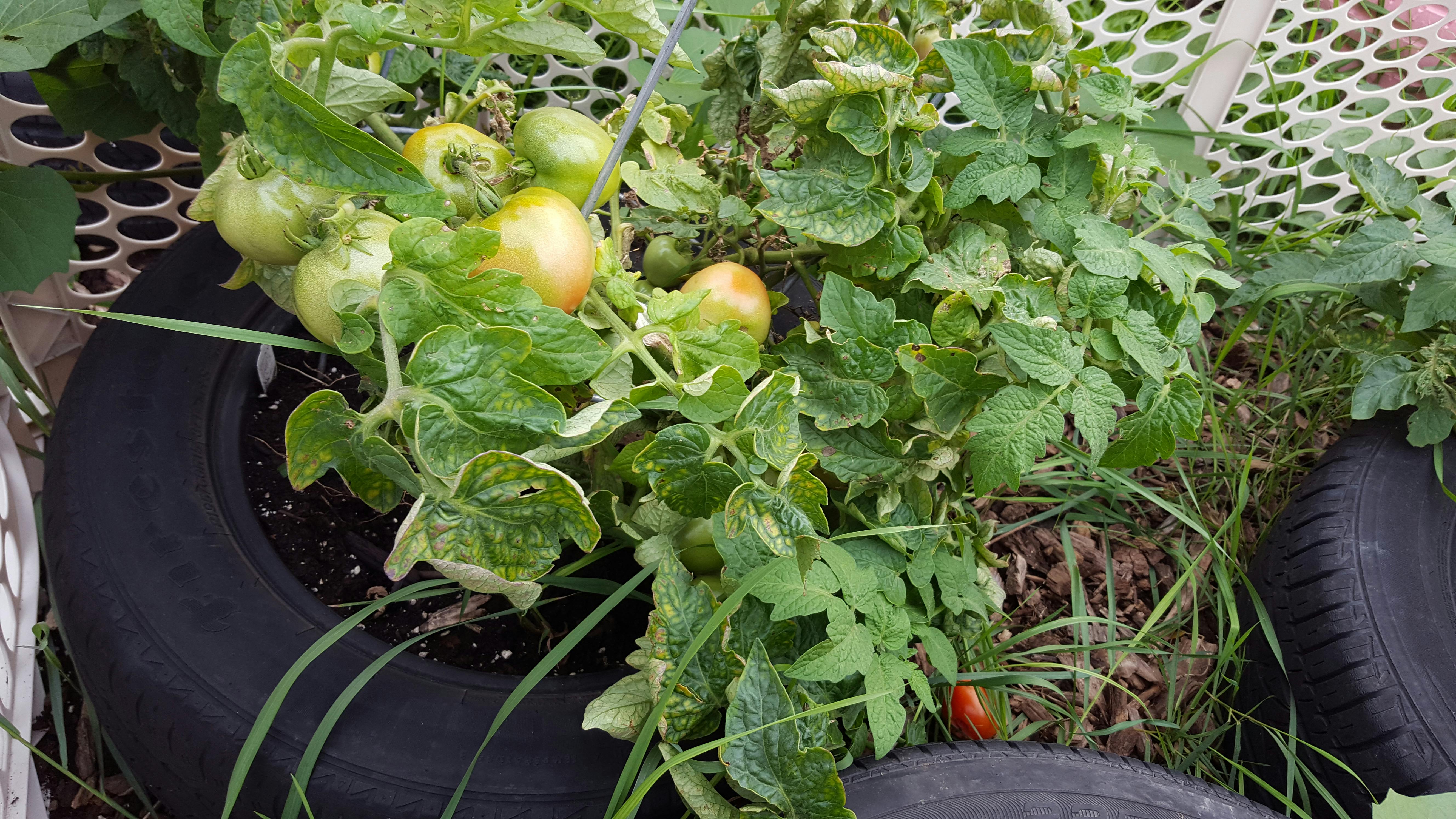 Tomato plants growing in tires