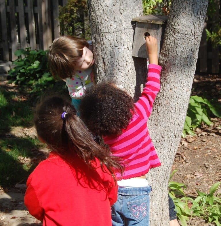 Three children looking at a birdhouse on a tree