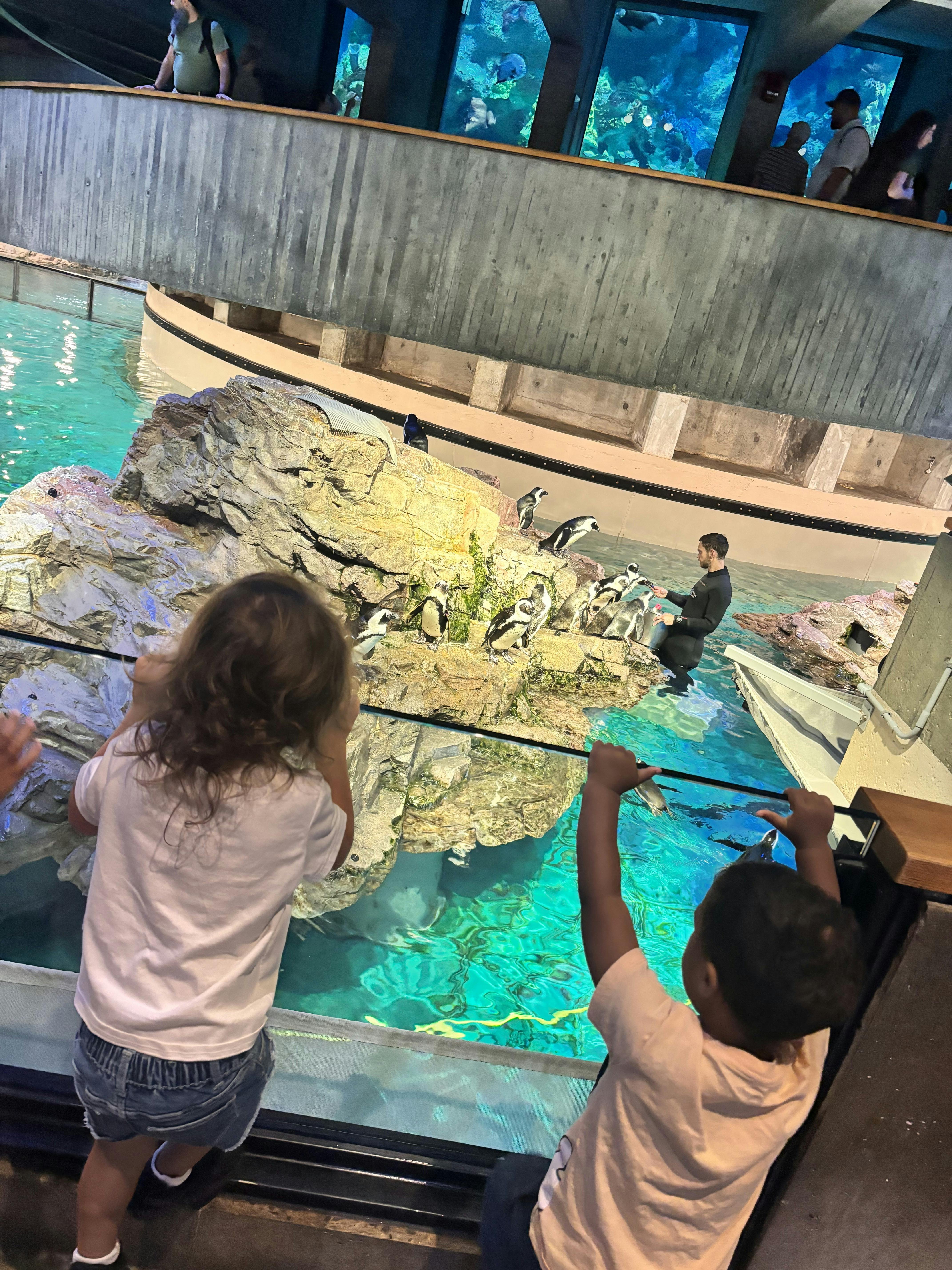 People watching a person in a wetsuit feed penguins in an aquarium exhibit
