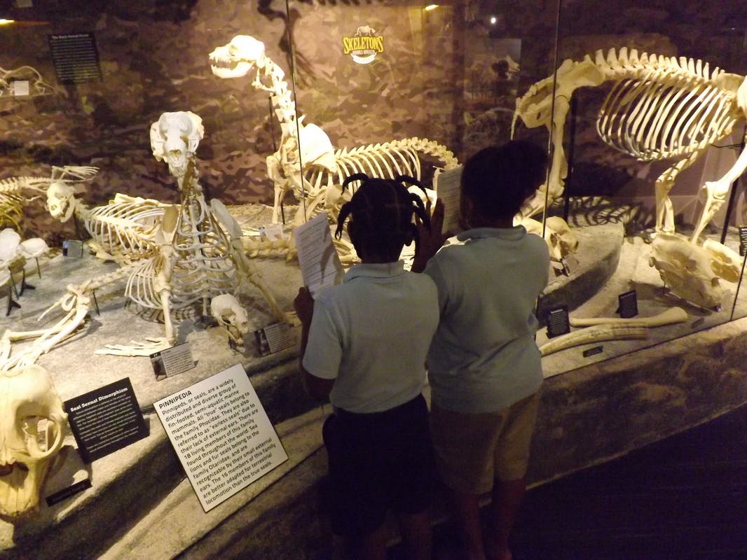 Two children looking at animal skeletons in a museum exhibit
