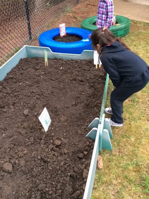 Child looking into a garden bed