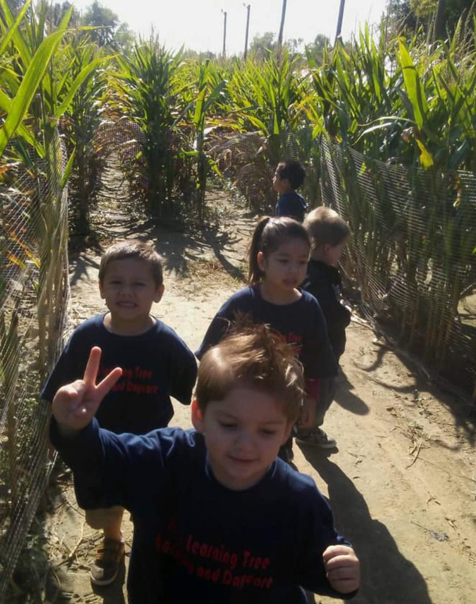 Children walking through a corn maze