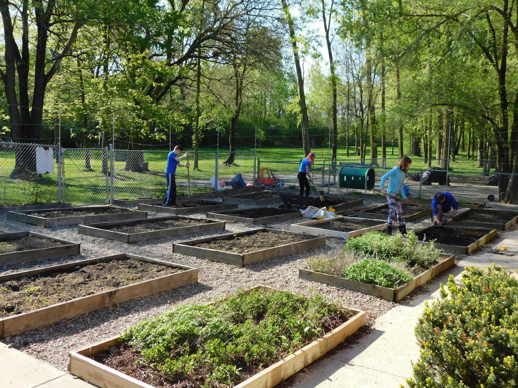 People working in raised garden beds