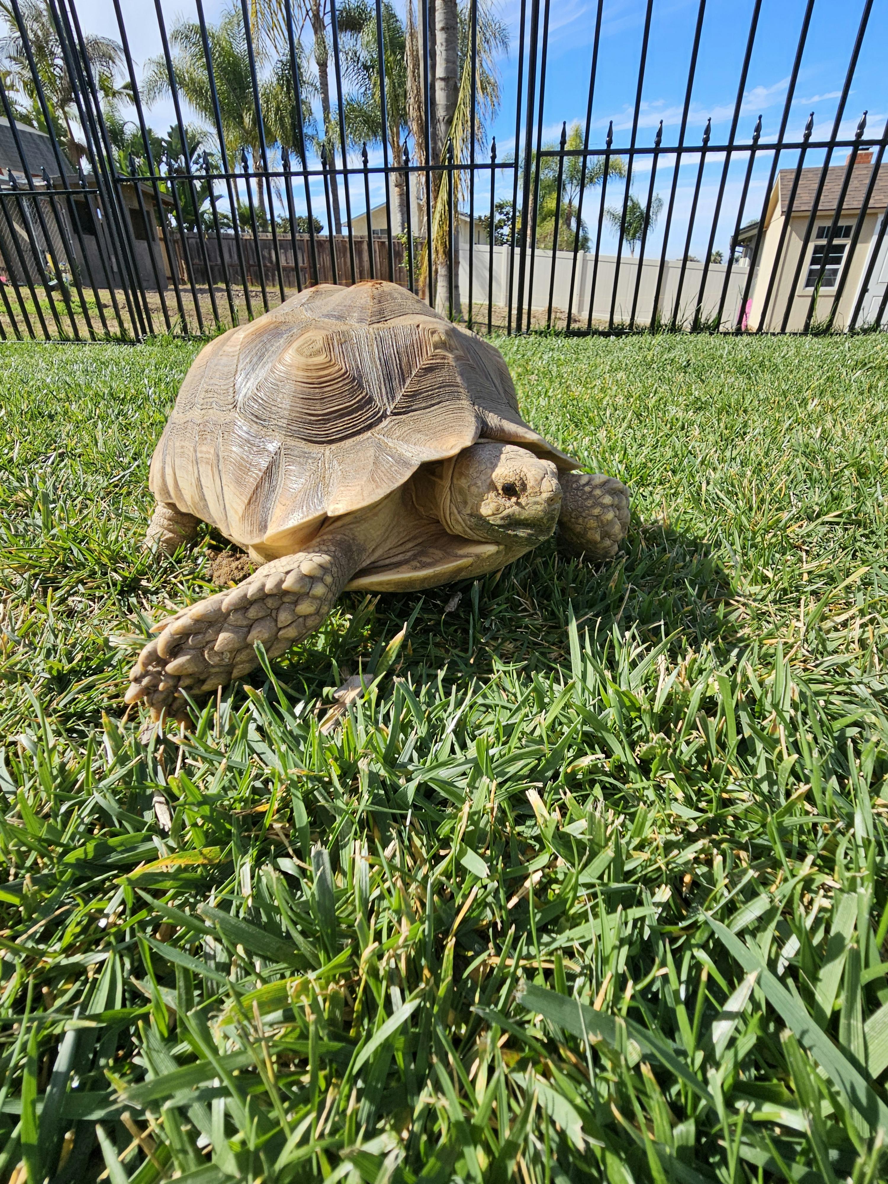 Tortoise on green grass