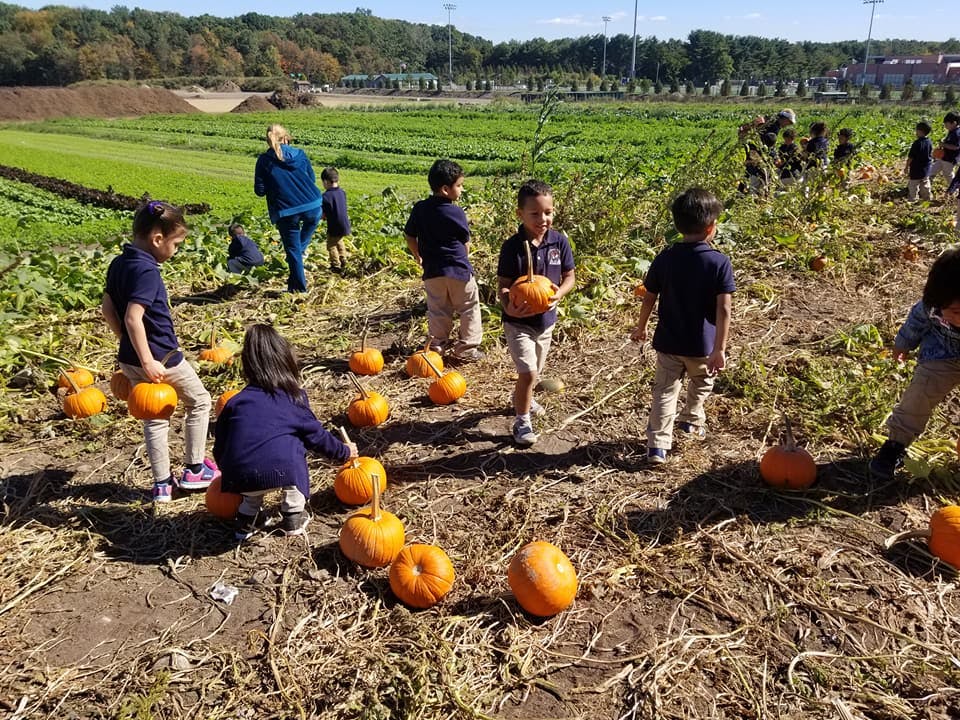 Children picking pumpkins in a field