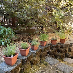 Potted plants on a stone wall