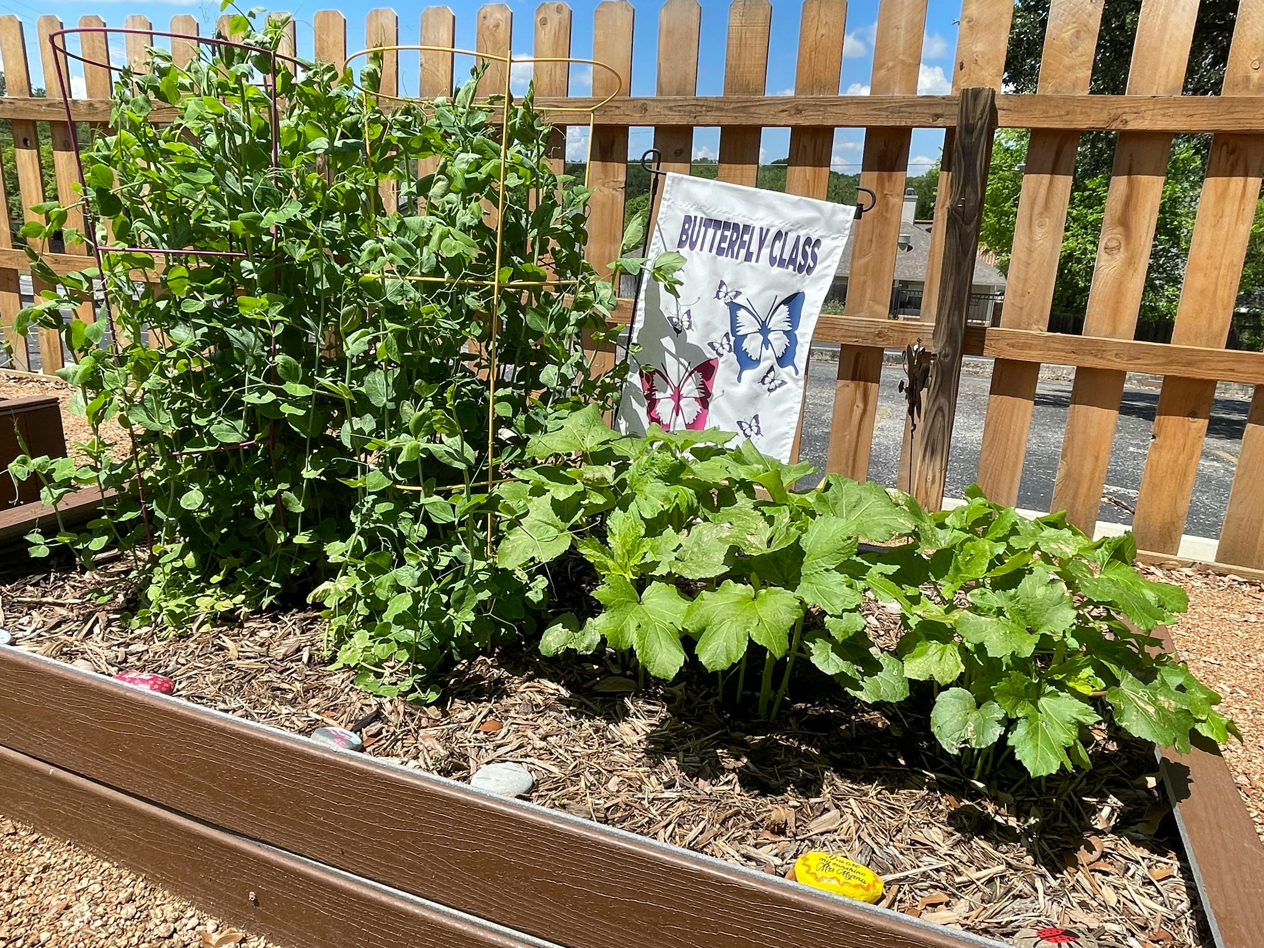 Raised garden bed with plants and a sign that says "Butterfly Class"