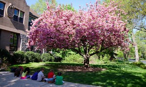 Children sitting on ground under a flowering tree