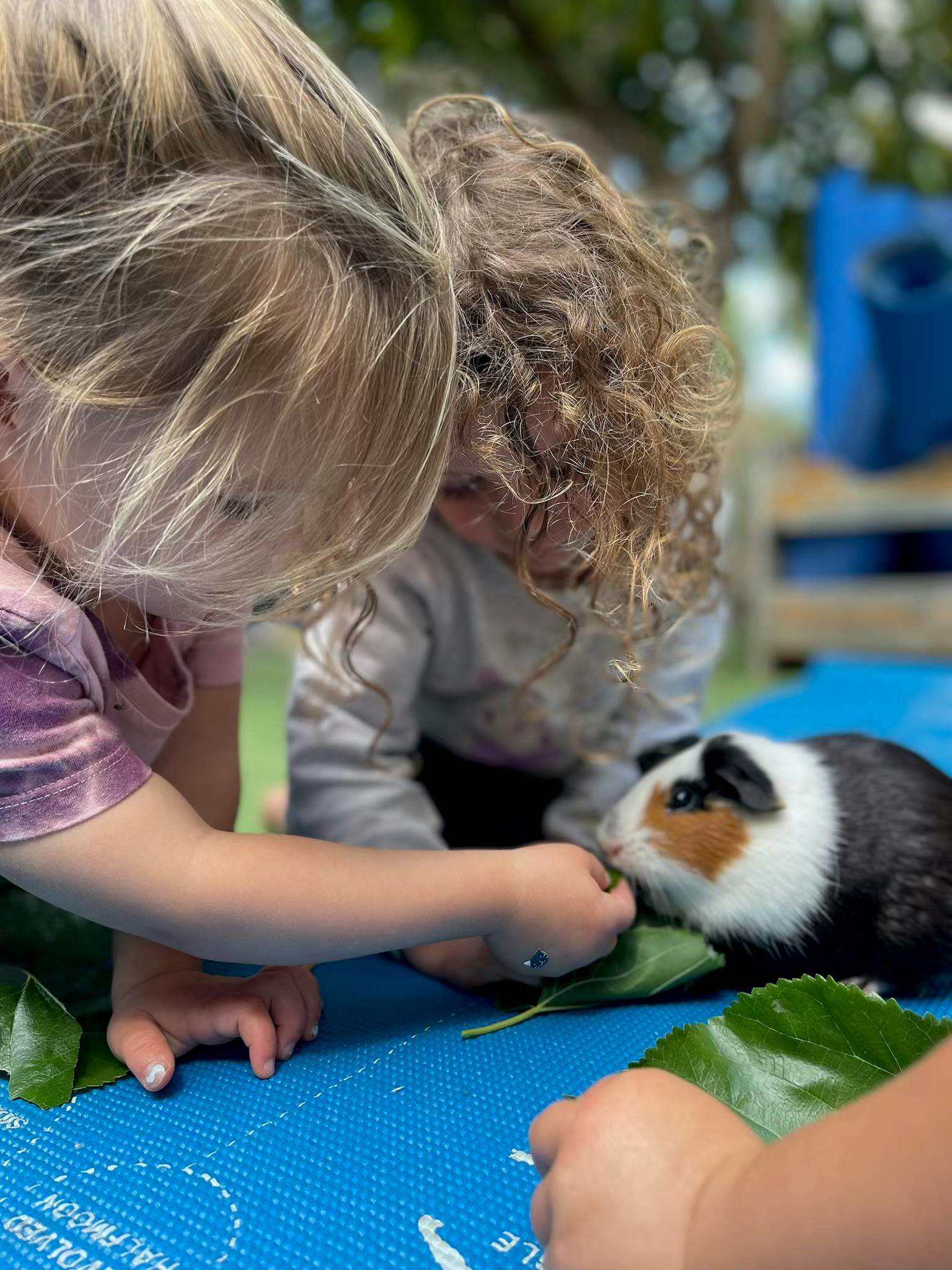 Two children feeding leaves to a guinea pig
