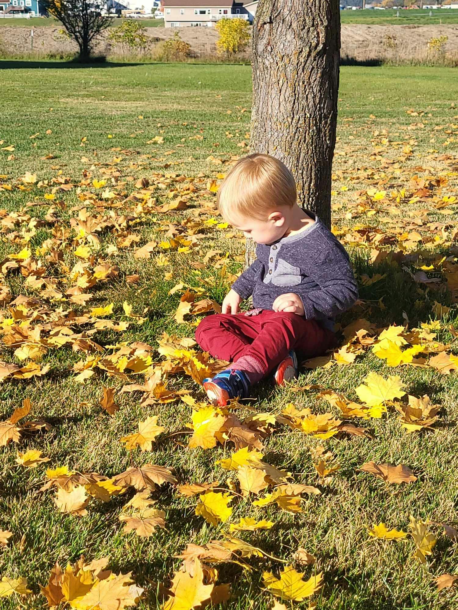 Child sitting on grass next to a tree trunk, surrounded by yellow leaves