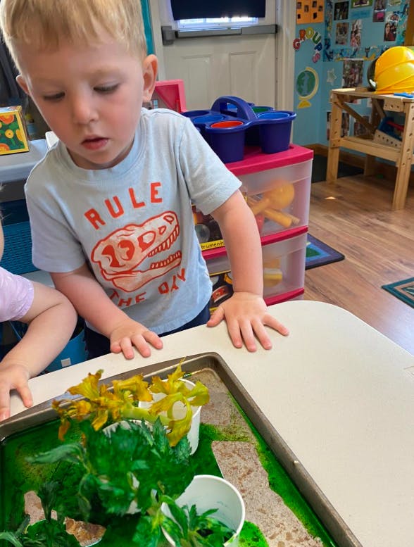 Child leaning over a table observing celery stalks in colored water
