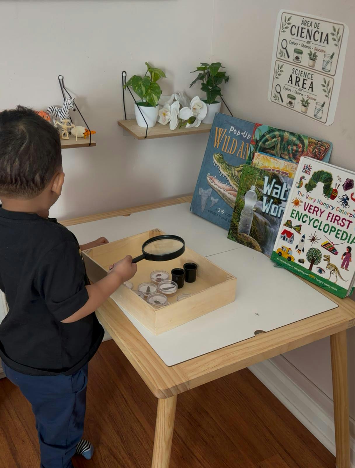 Child looking at specimens in a tray with a magnifying glass