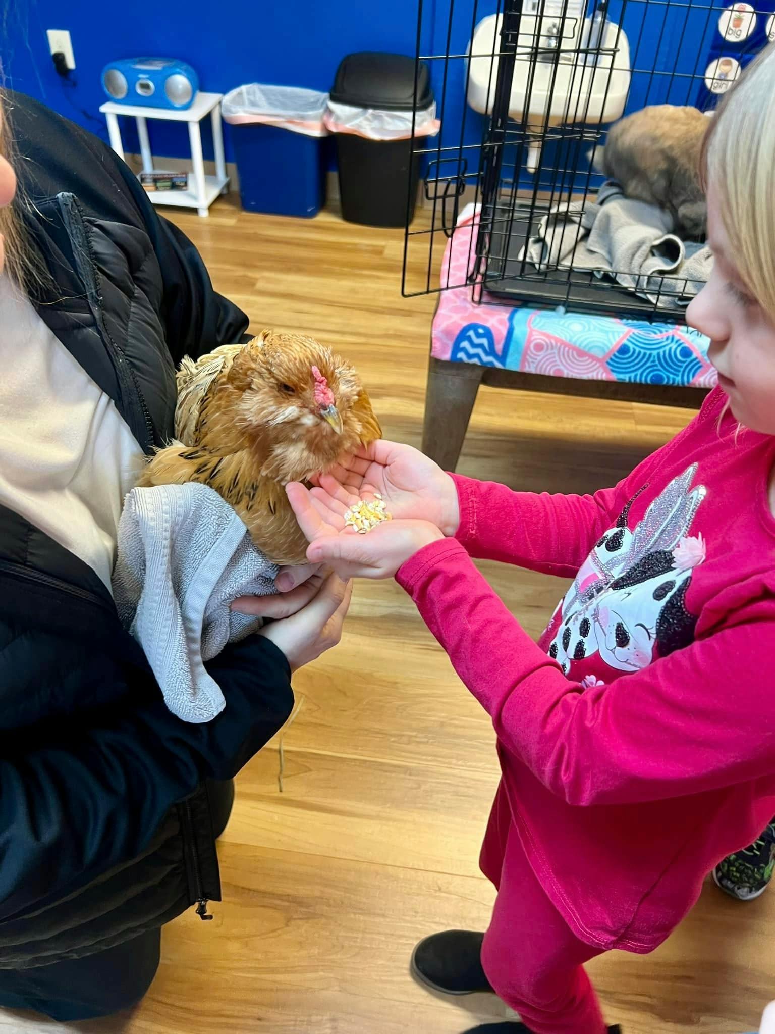 Child feeding a chicken held by a person