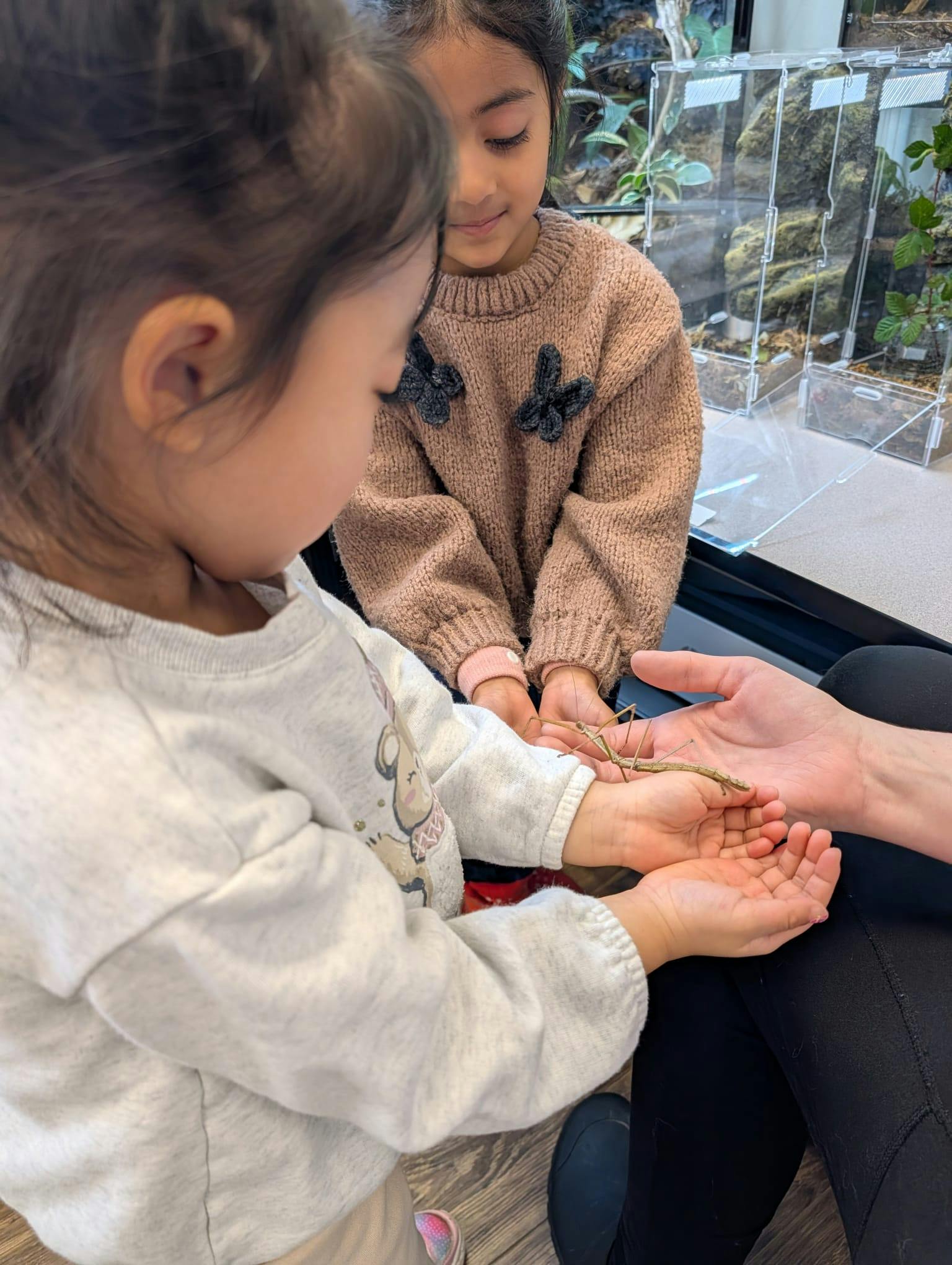 Two children observing a stick bug on hands