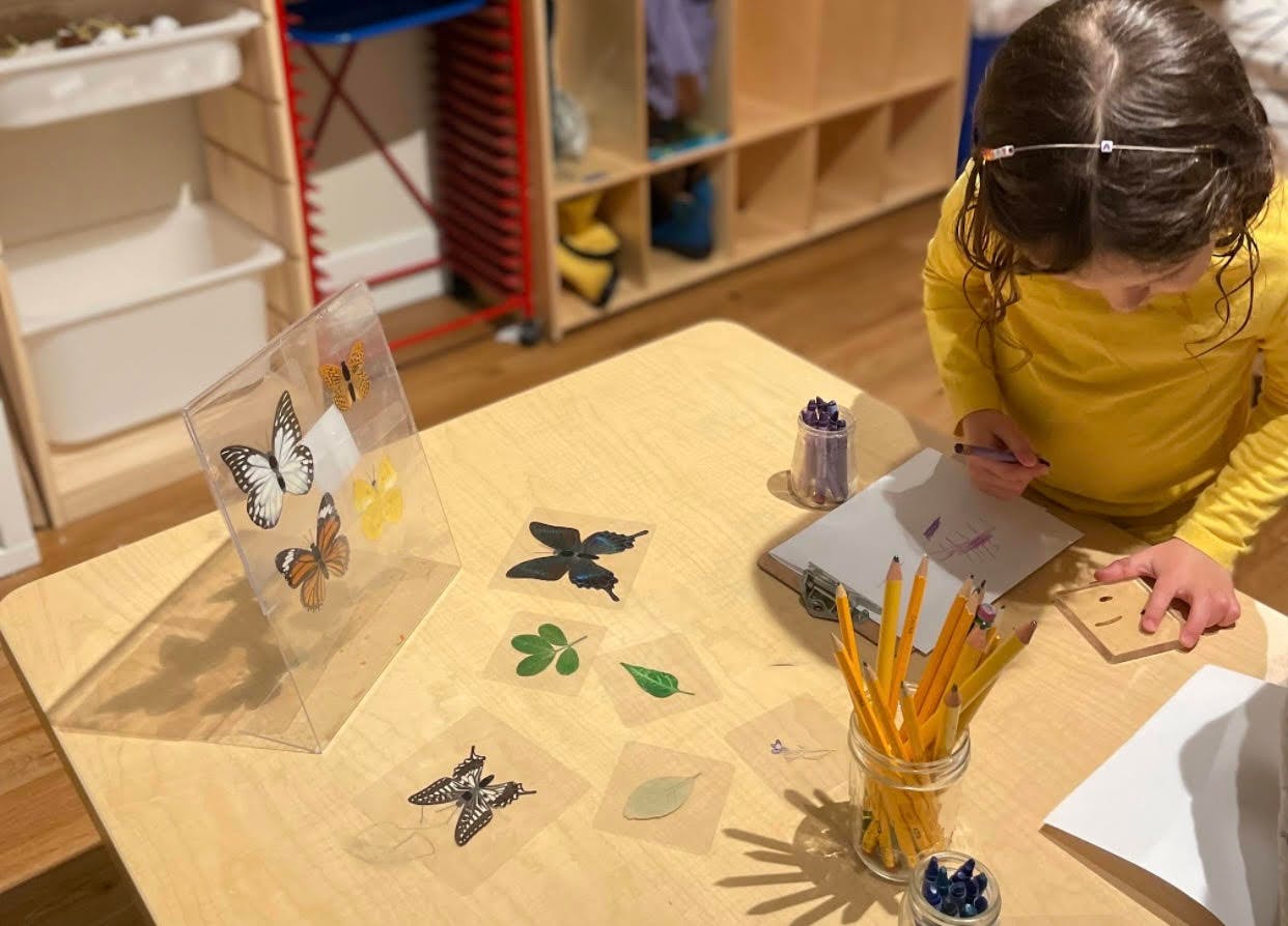 Child drawing at a table with butterfly and leaf specimens