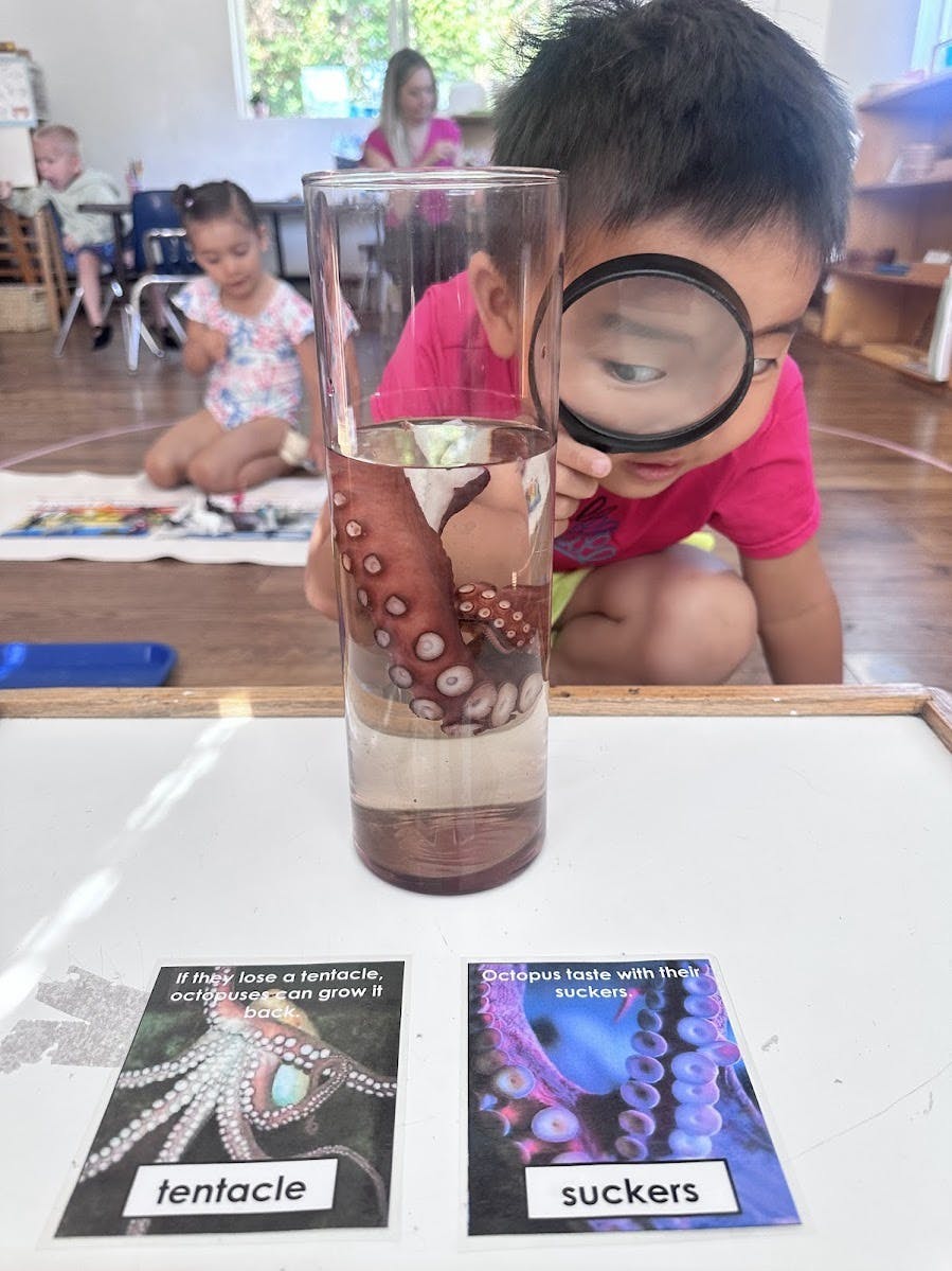 Child looking at an octopus tentacle in a jar with a magnifying glass