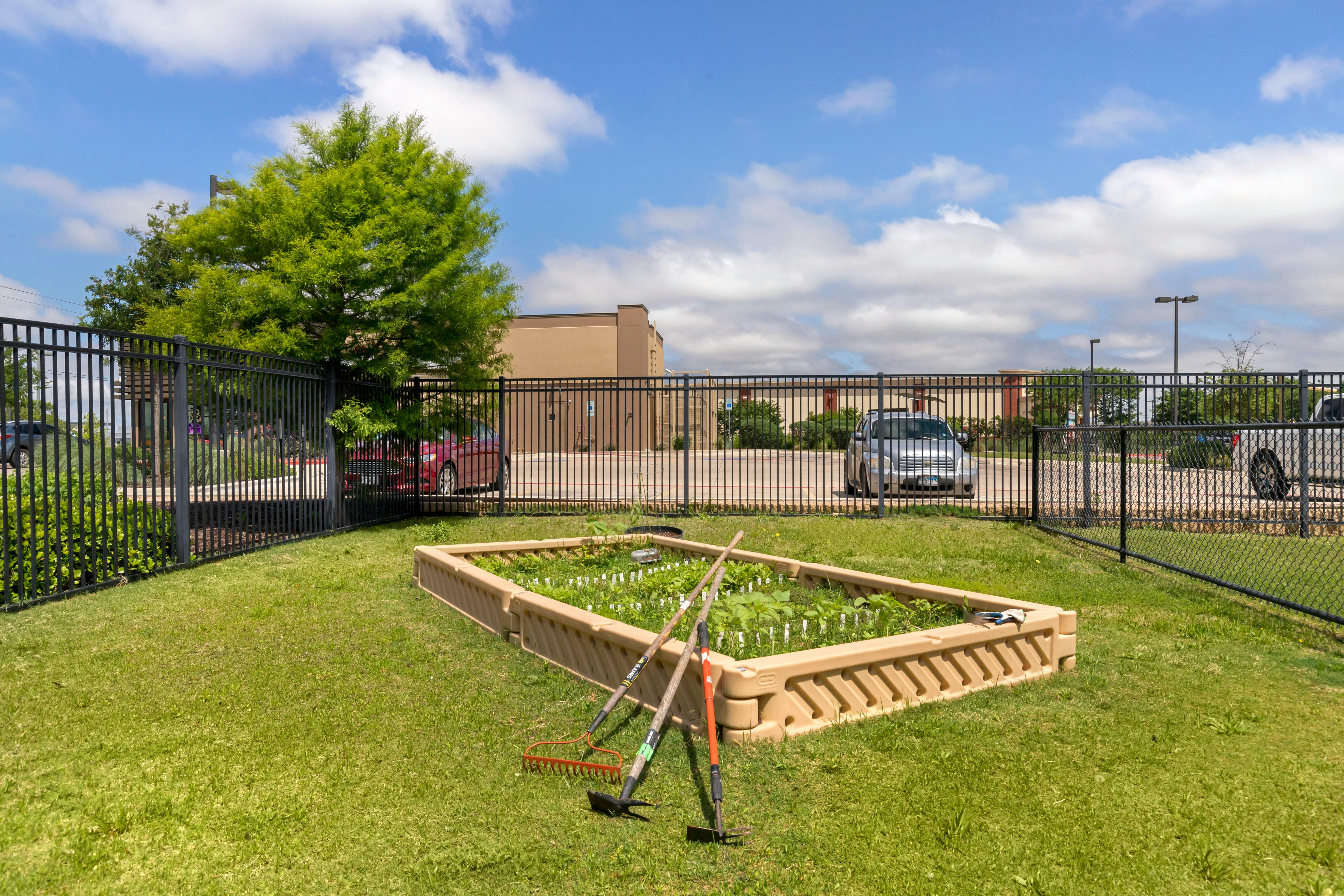 Raised garden bed with green plants, two rakes, and a hoe on the grass