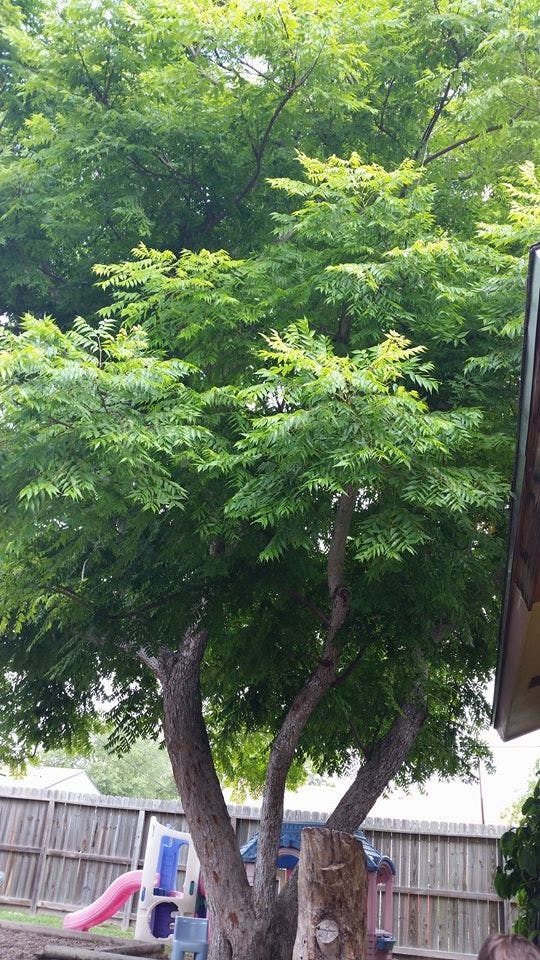 Large tree with green leaves over a wooden fence and playground equipment